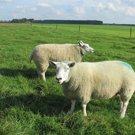 Boerderij Wijtvliet Bed & Breakfast Langeweg