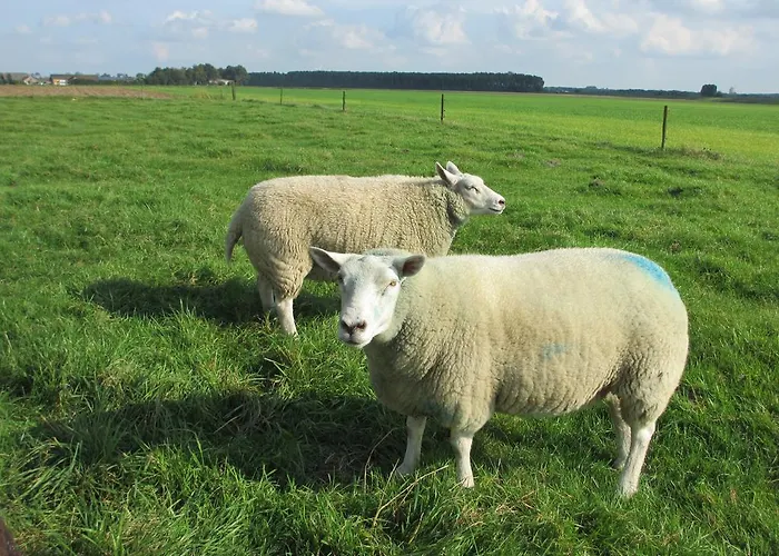Boerderij Wijtvliet فندق مبيت وإفطار Langeweg