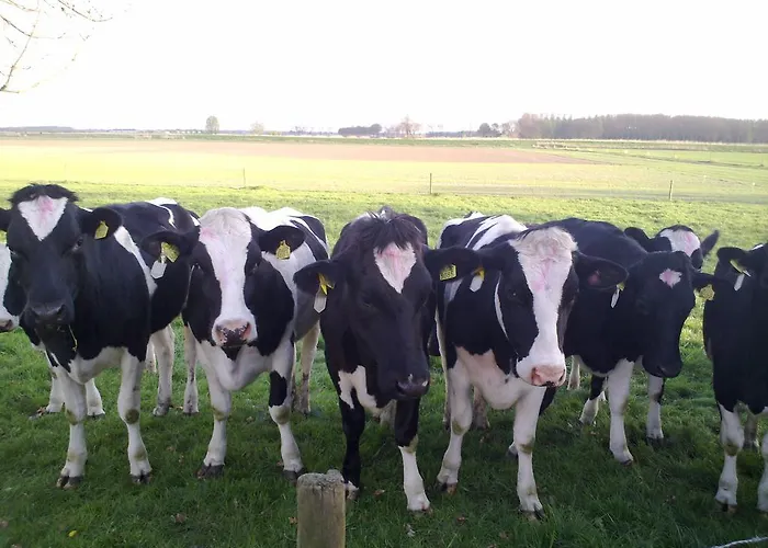 Panzió Boerderij Wijtvliet